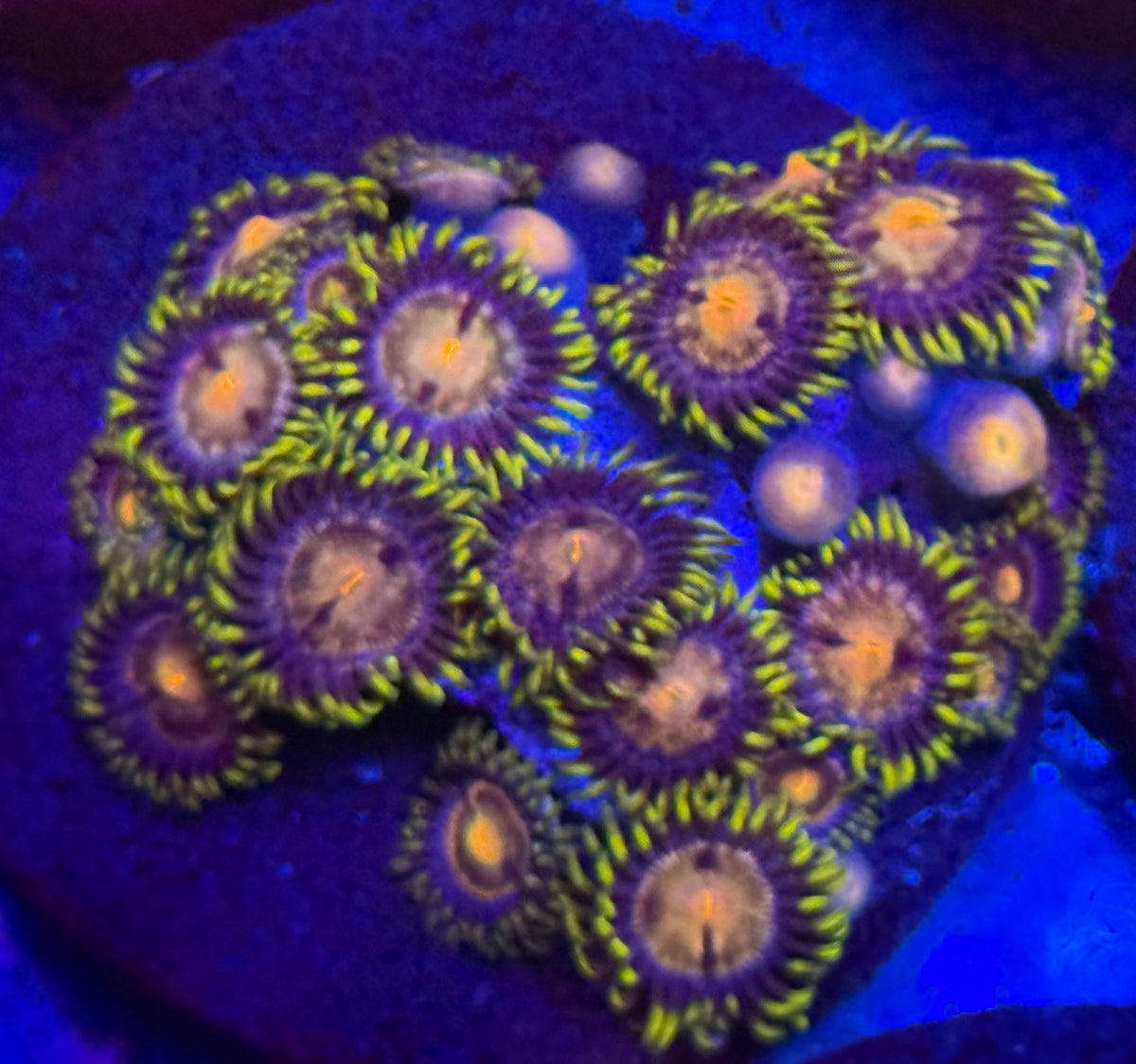 Nirvana Zoas-Auction