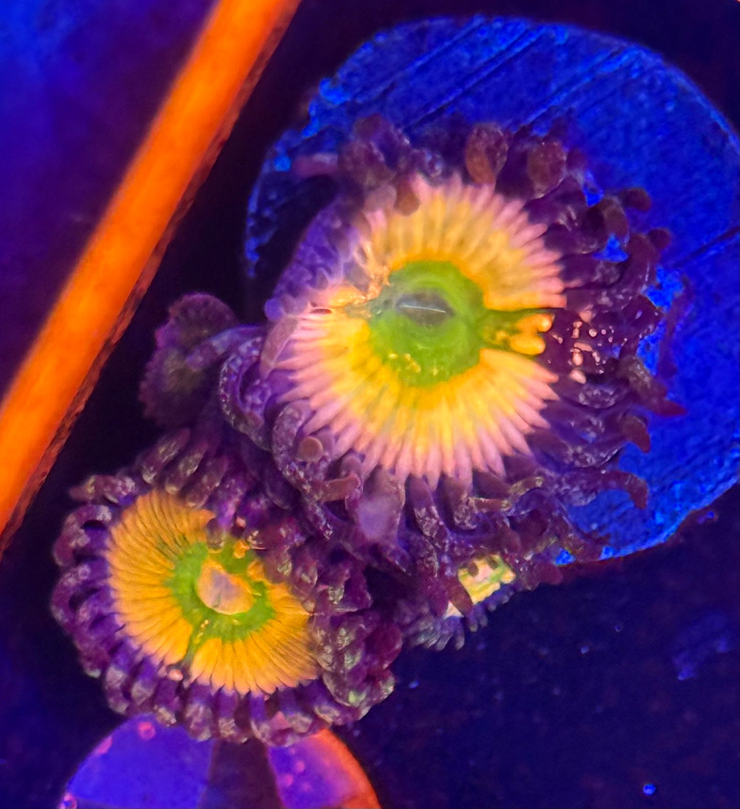 Perennial Dance Zoa- Auction