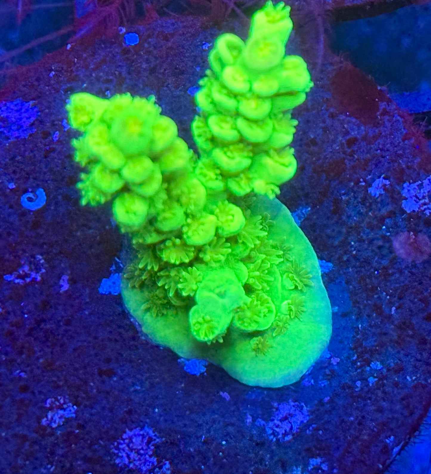 Highlighter Acro- Auction