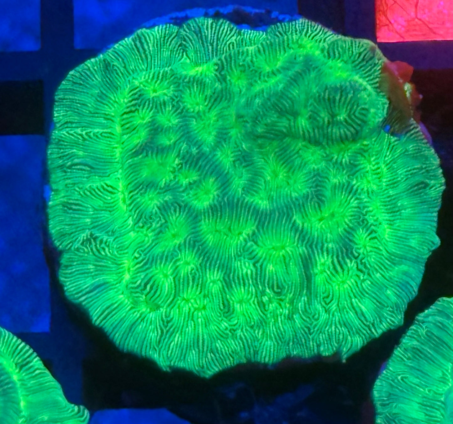 Kiwi Fusion Leptoseris- Auction