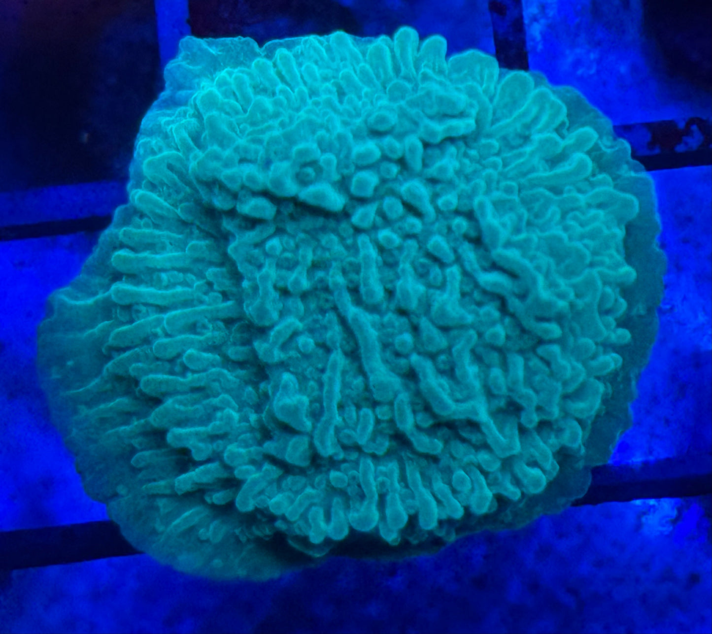 Evergreen Montipora- Auction