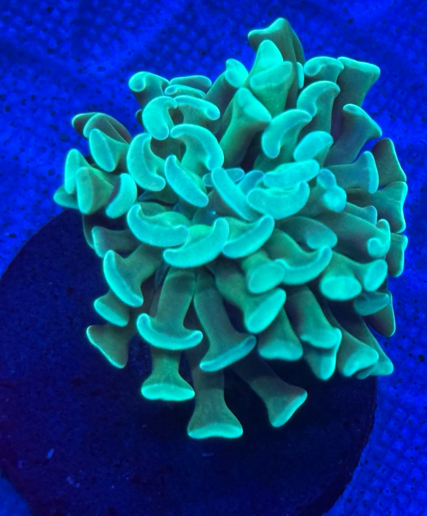 Indo Green Branching Hammer- Auction