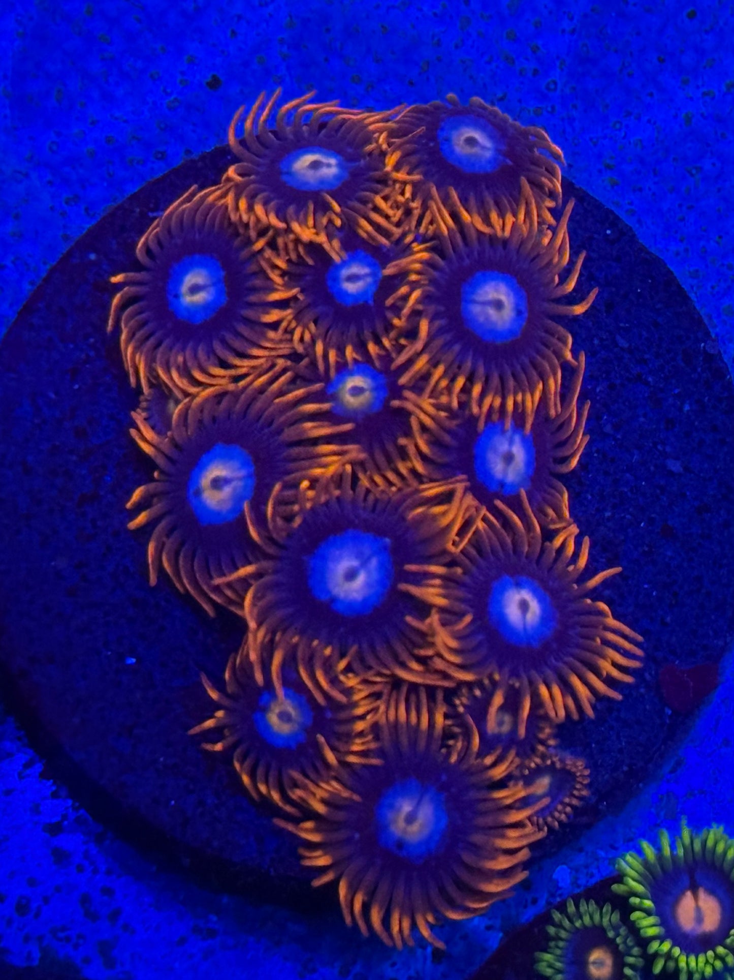Fire & Ice Zoas- Auction