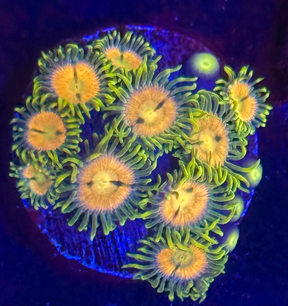 Zoas-Auction