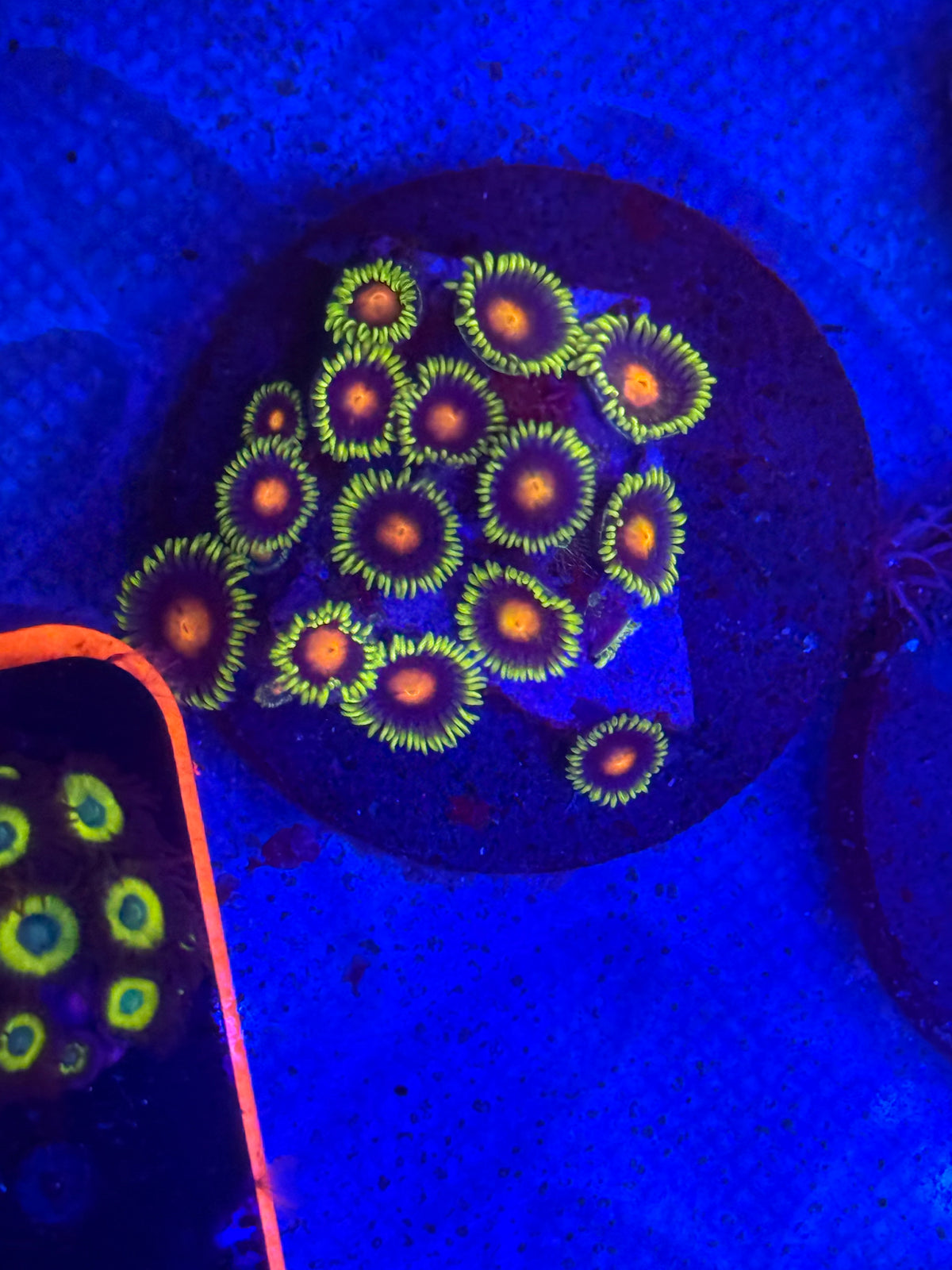 Zoas-Auction