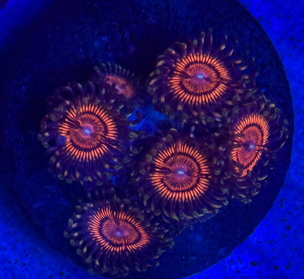 Zoas-Auction