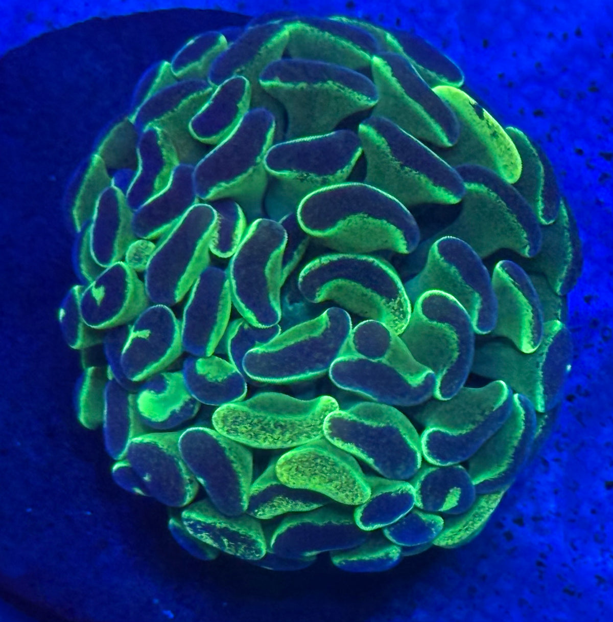 Splatter Hammer-Auction