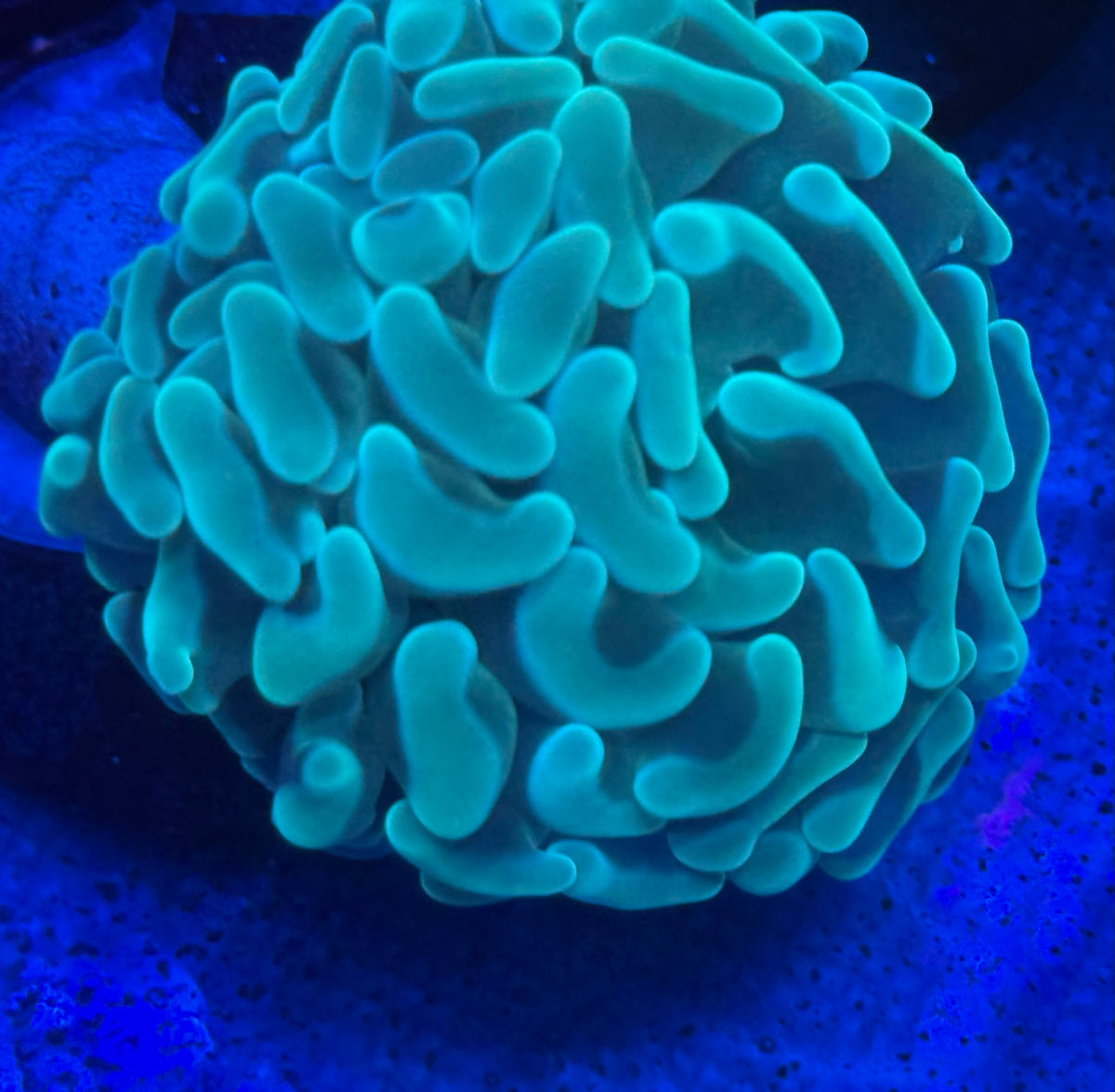 Blue Mint Hammer-Auction