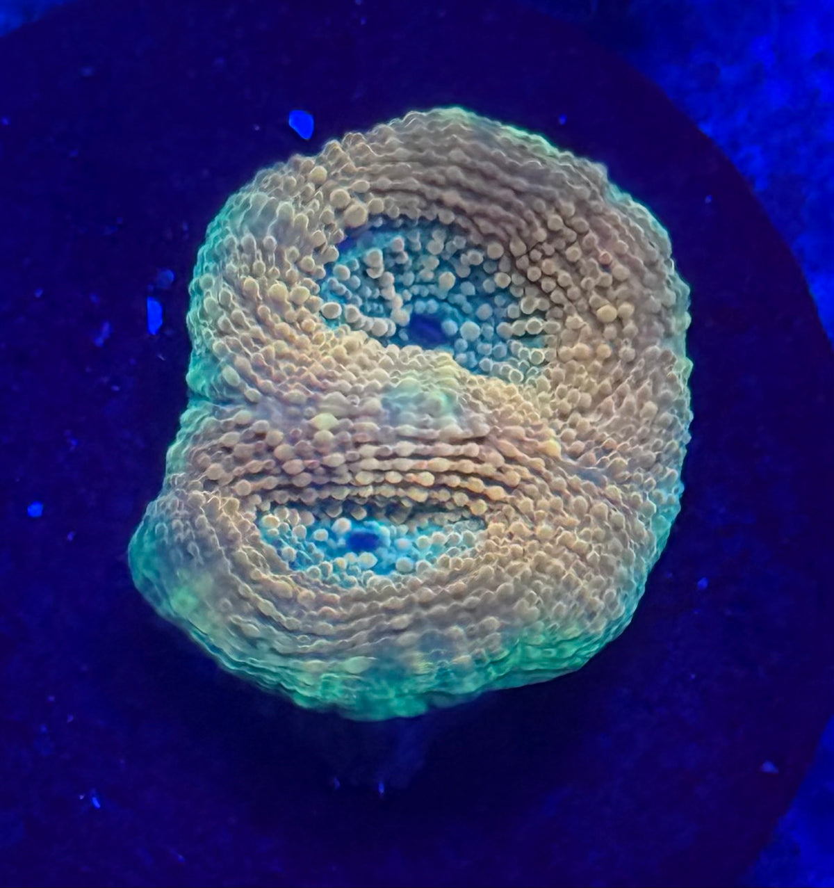 Echinata-Auction