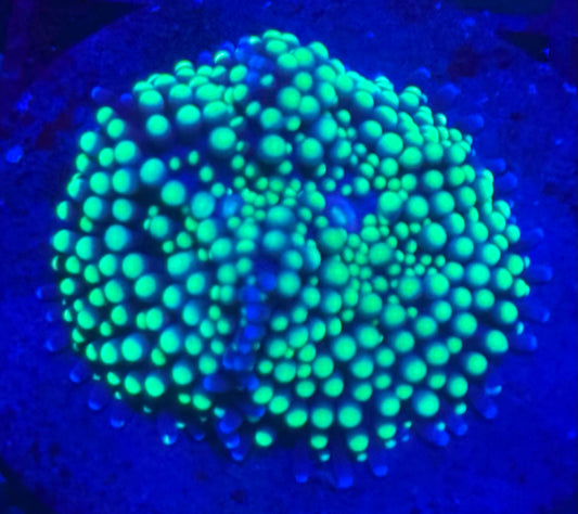 Neon Green Ricordea Mushroom-Auction