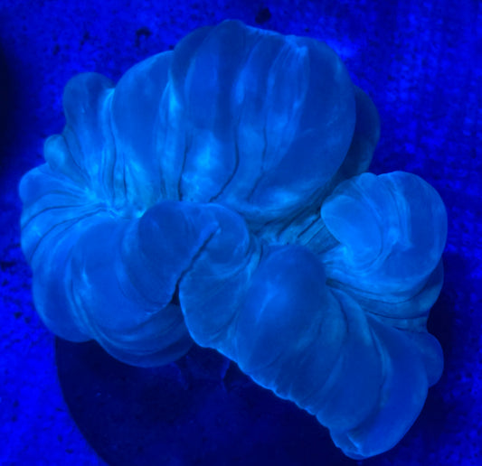 Tennis Ball Size Fox Coral-Auction