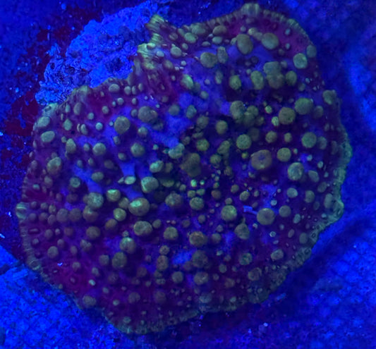 Lava Lamp Yuma Mushroom-Auction