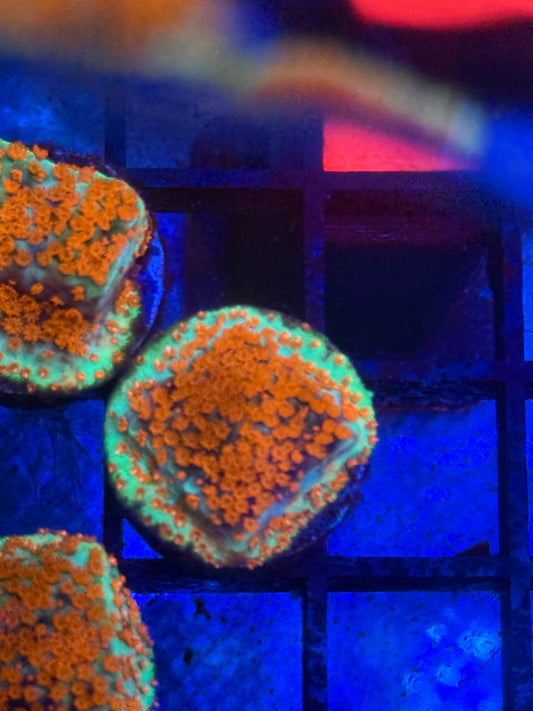 Chili Pepper Montipora-Auction
