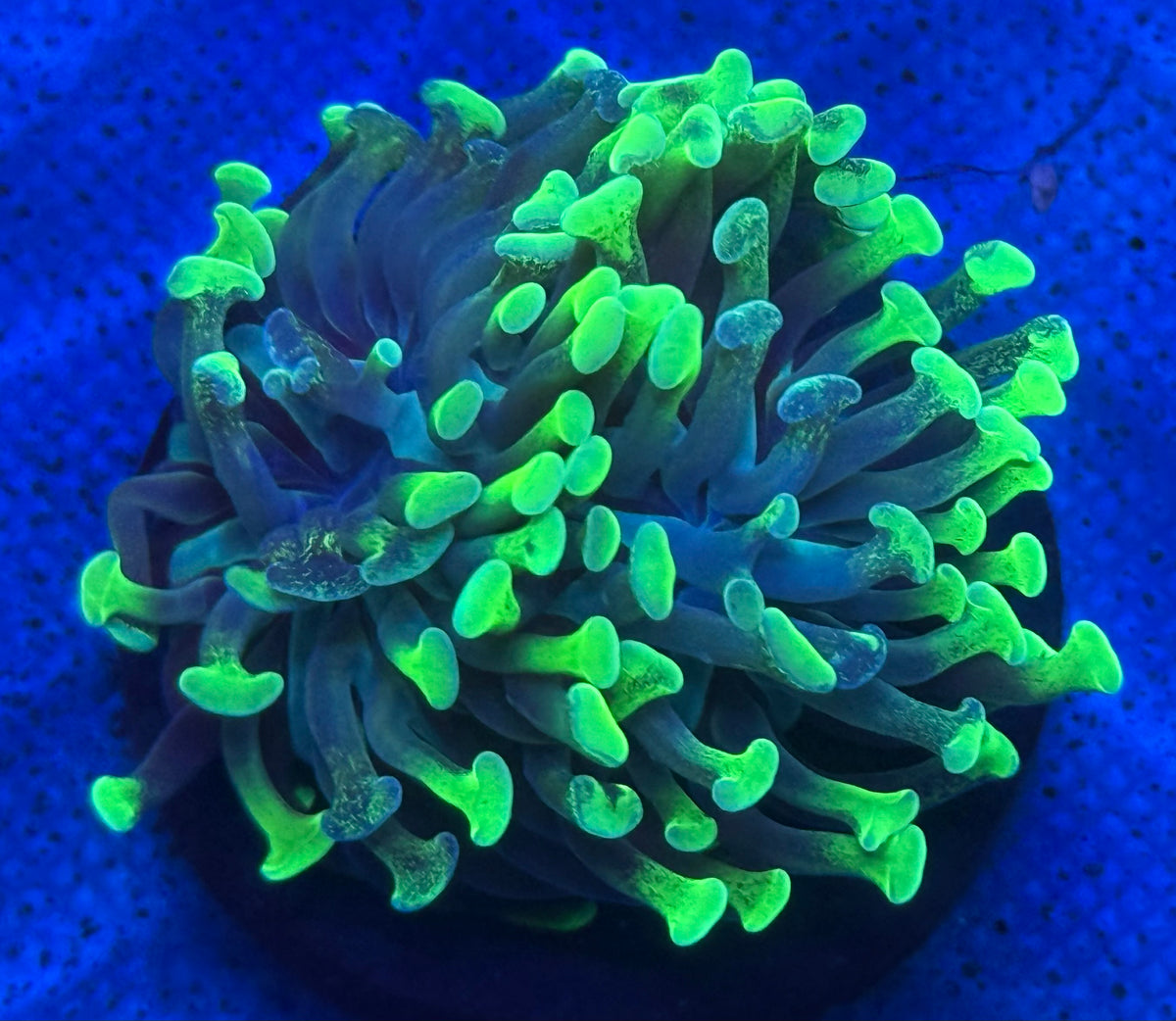 Long Tentacle Splatter Hammer-Auction