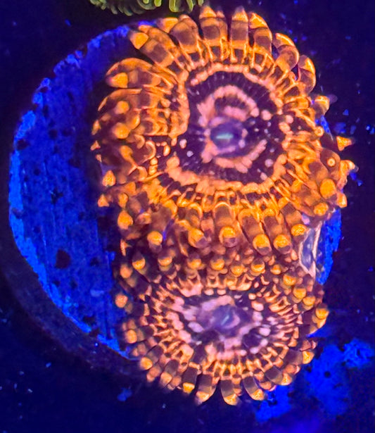 Utter Chaos Zoas-Auction