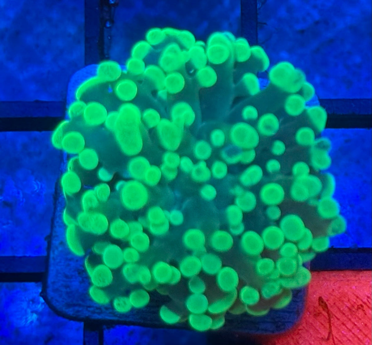 Neon Frammer-Auction