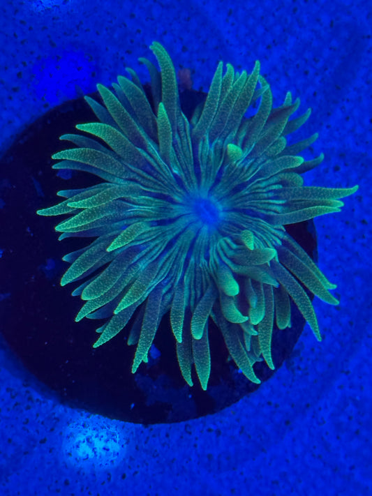 Blue Stripped Duncan-Auction