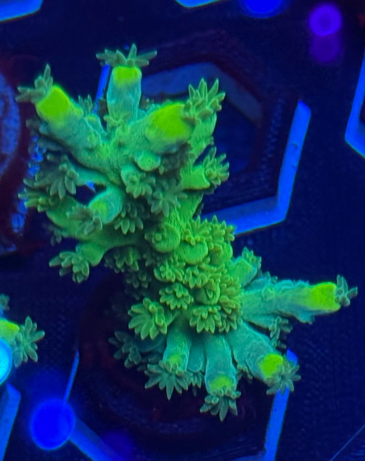 ORA Frog Skin Acropora-Auction