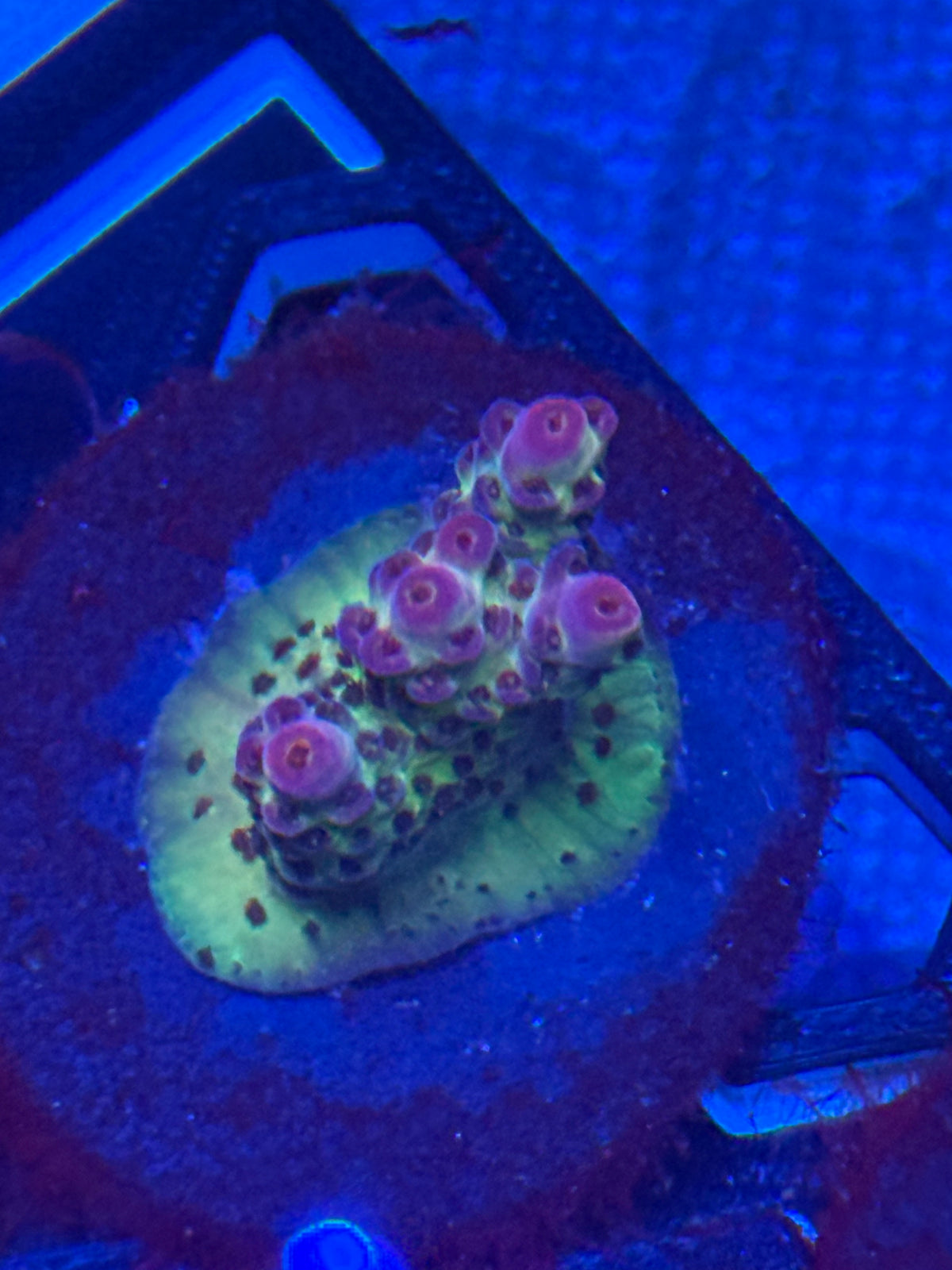 Purple and Green Acro-Auction