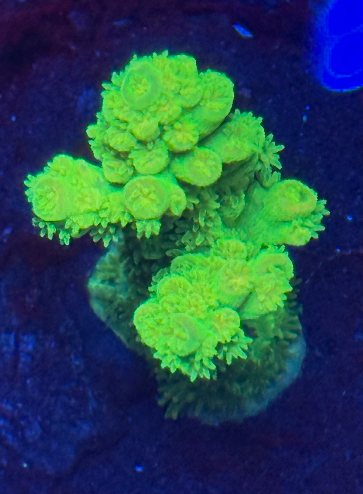 Highlighter Acropora-Auction