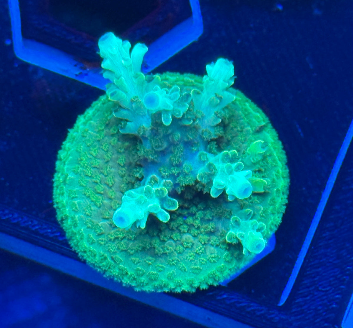 Green with Blue Tips Acropora-Auction