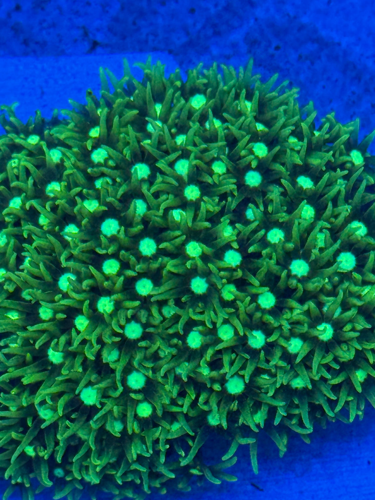 Light Eye GSP-Auction