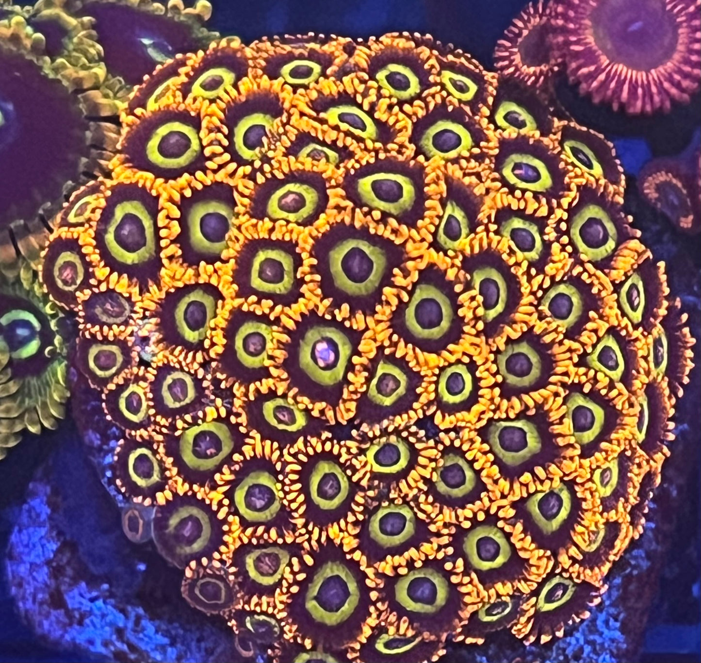 Fruit Loop Zoa