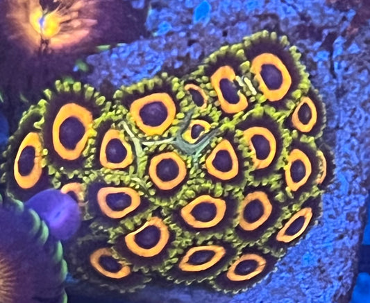 JF Jungle Juice Zoa