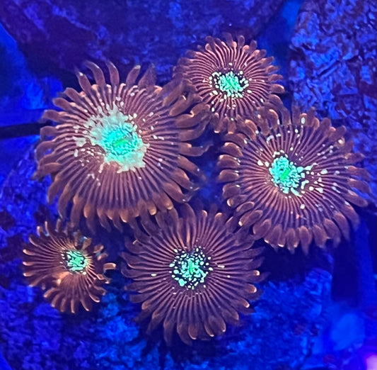 Magician Zoa WYSIWYG 5p