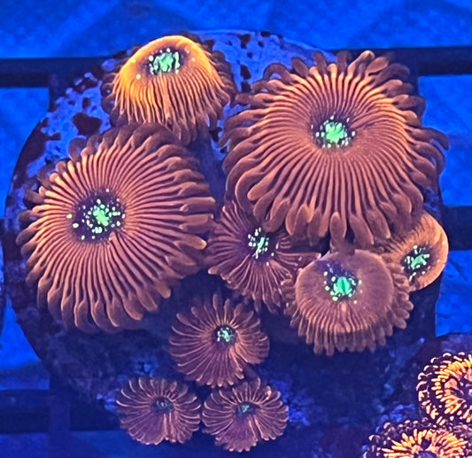 Magician Zoa WYSIWYG 9p+