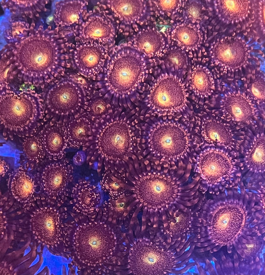 Mohawk Zoa