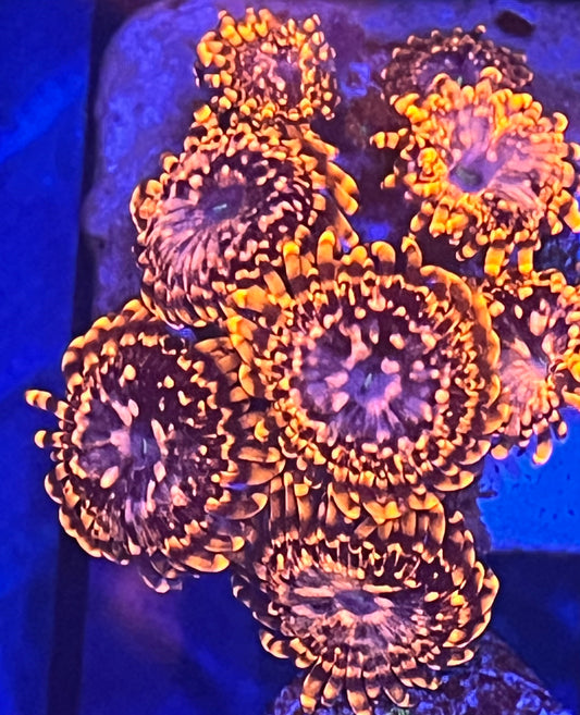 Utter Chaos Zoa