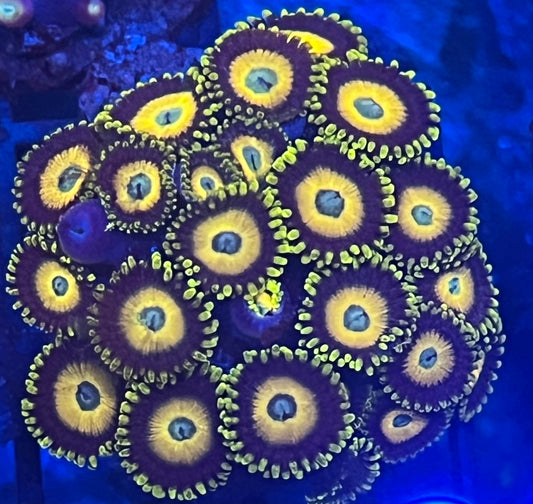 Scramble Egg Zoas