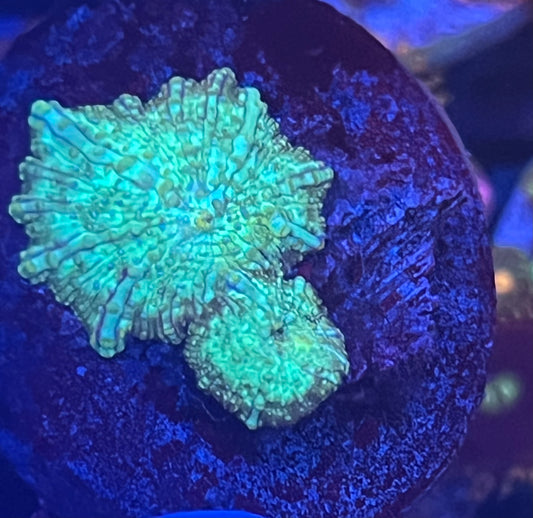 Neon Green Discosoma Mushroom