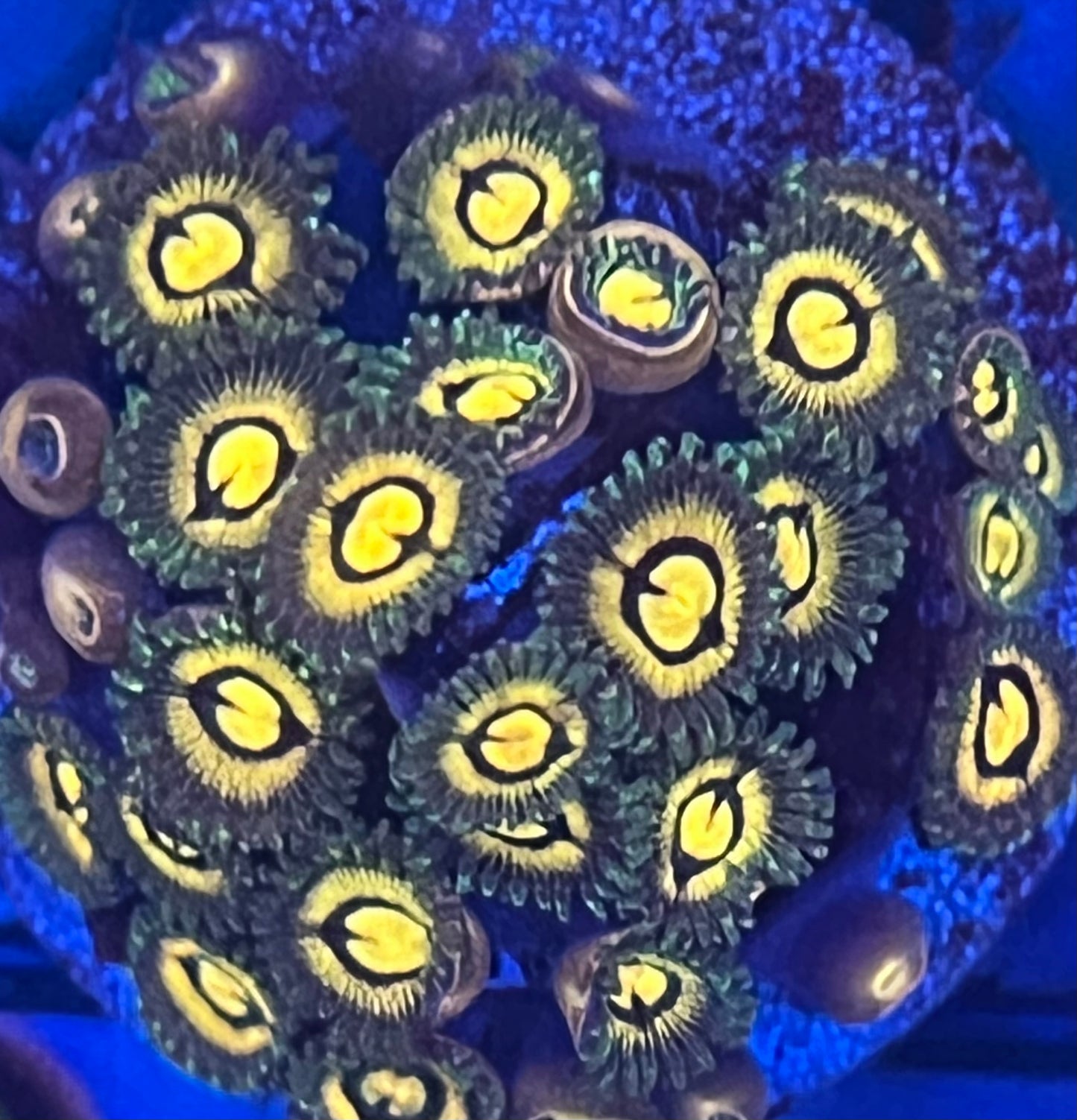 Butt Muncher Zoas