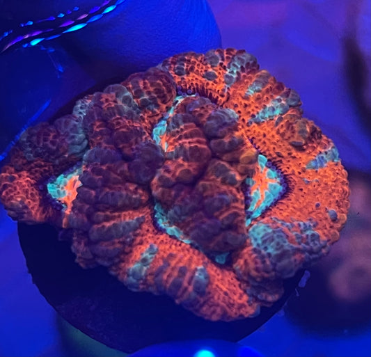 Ultra Wilsoni frag