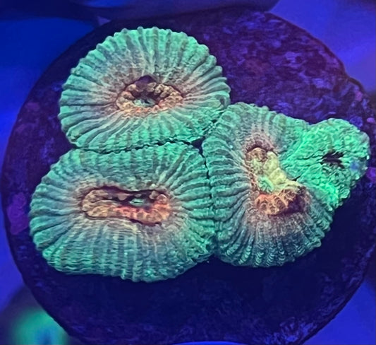 Green and cinnamon pineapple coral