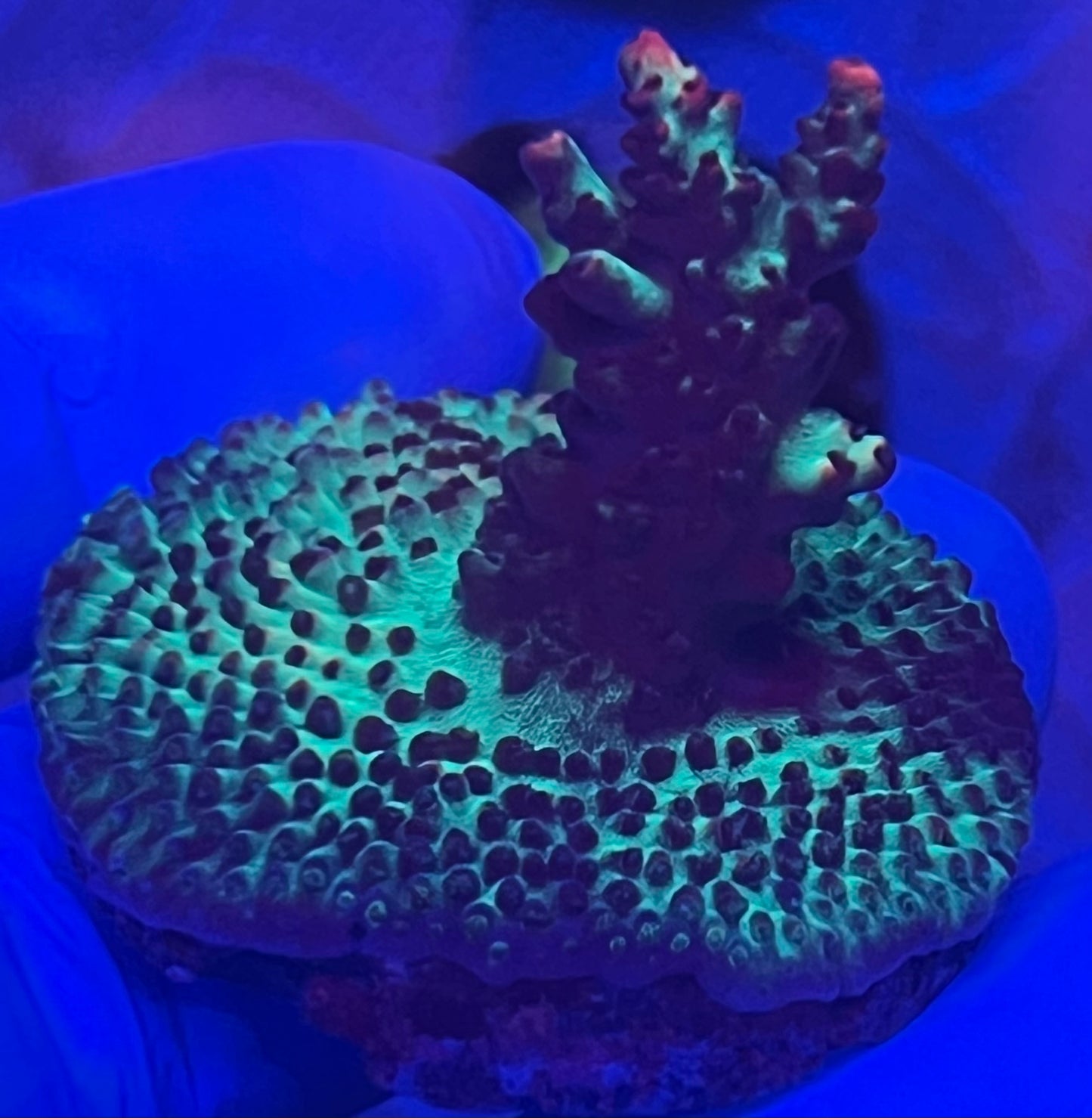 Strawberry shortcake Acropora