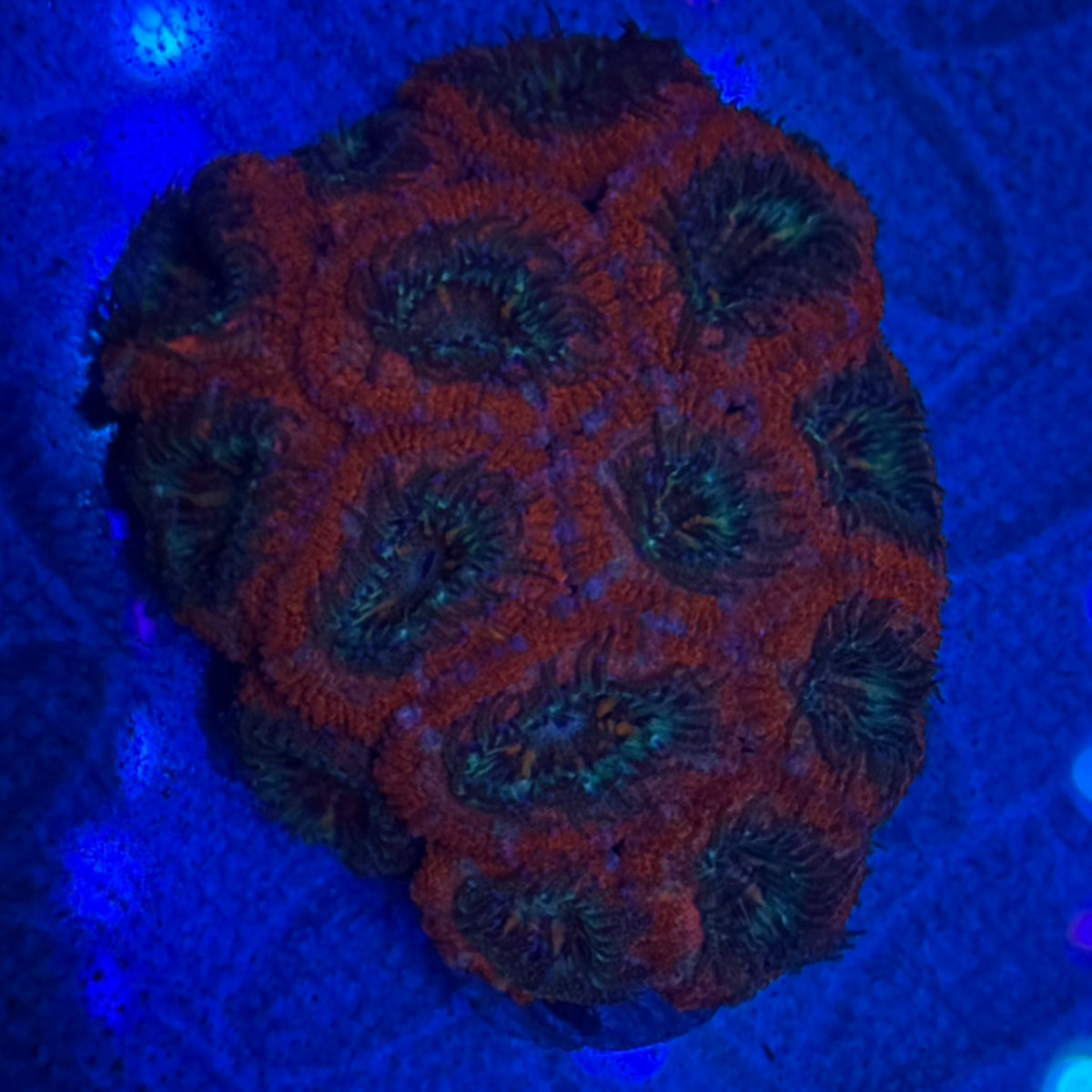 Quad Color Acan mini colony