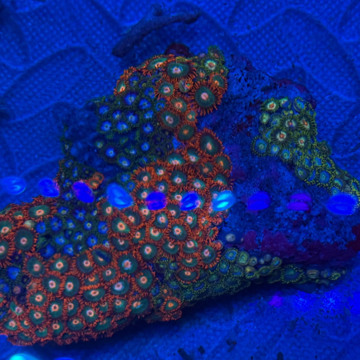Zoa Combo Rock