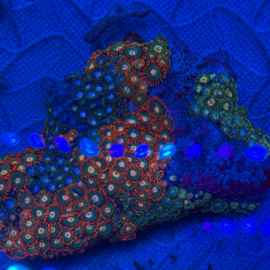Zoa Combo Rock