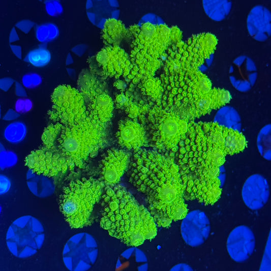 Wild Fiji Kryptonite Acro