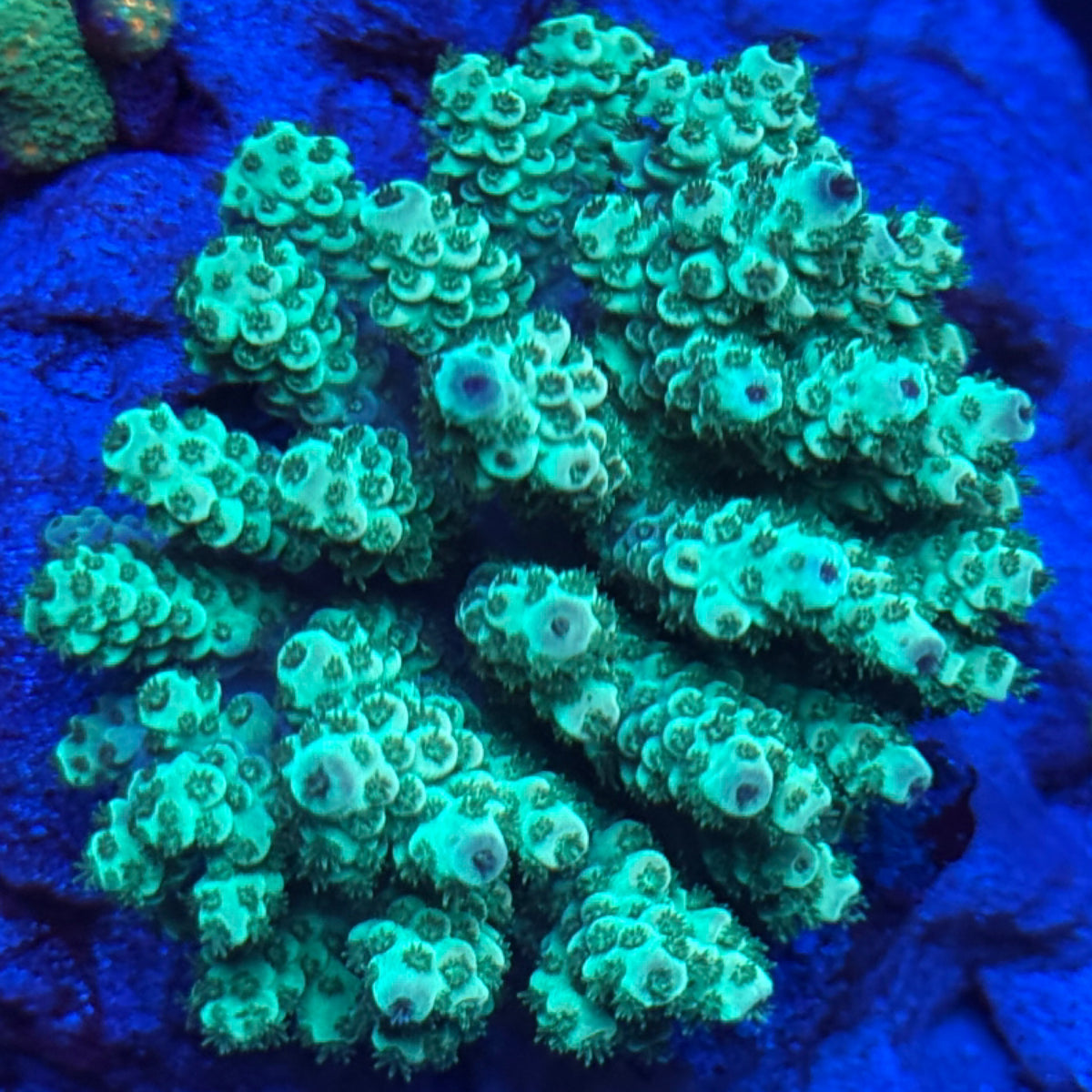 Wild Fiji Acro