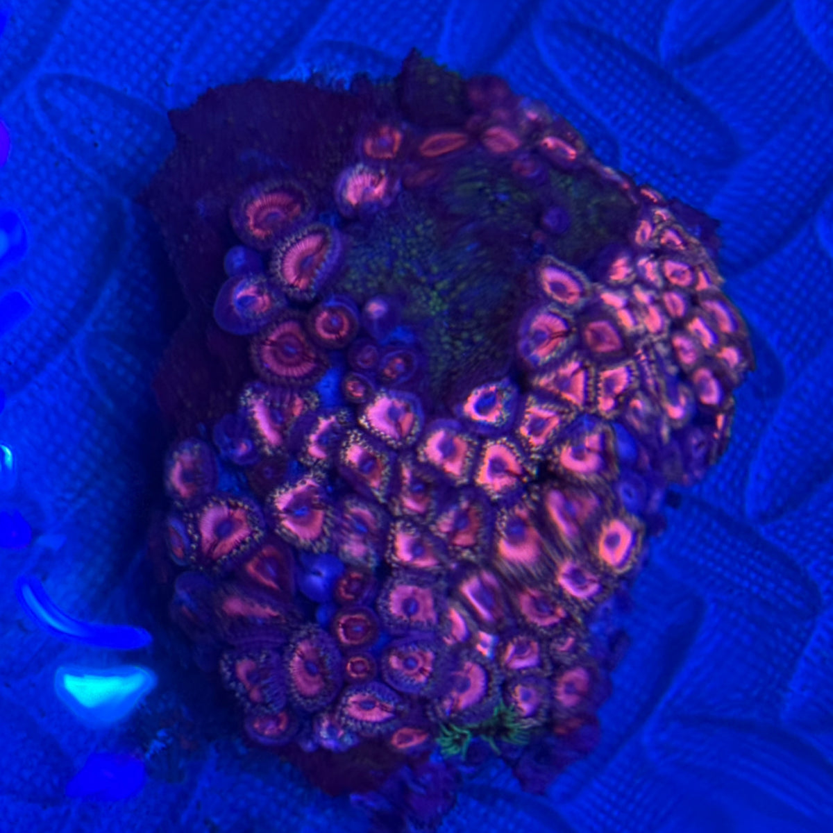 Pink Zoa and Lava Lamp Combo Rock