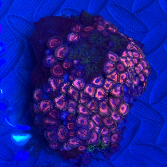 Pink Zoa and Lava Lamp Combo Rock